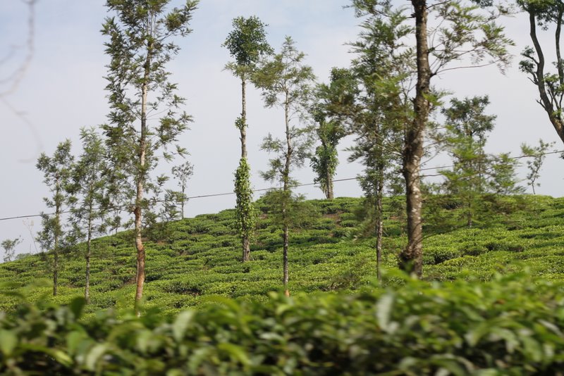 Tea plantations.
